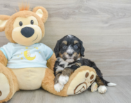 8 week old Mini Bernedoodle Puppy For Sale - Florida Fur Babies
