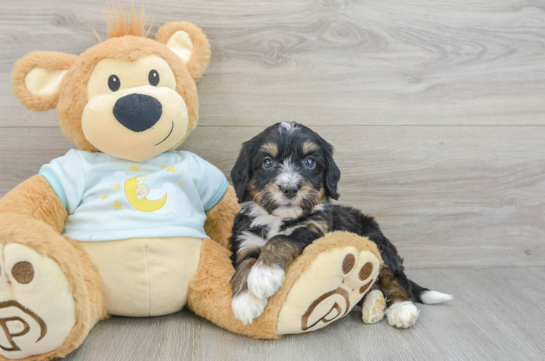 Smart Mini Bernedoodle Poodle Mix Pup