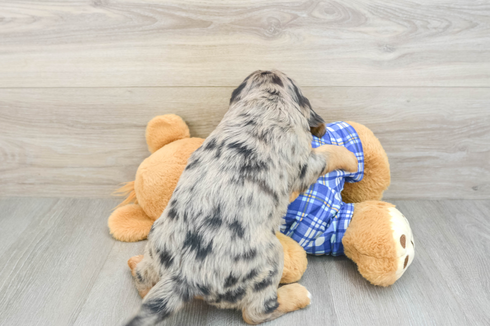Smart Mini Bernedoodle Poodle Mix Pup