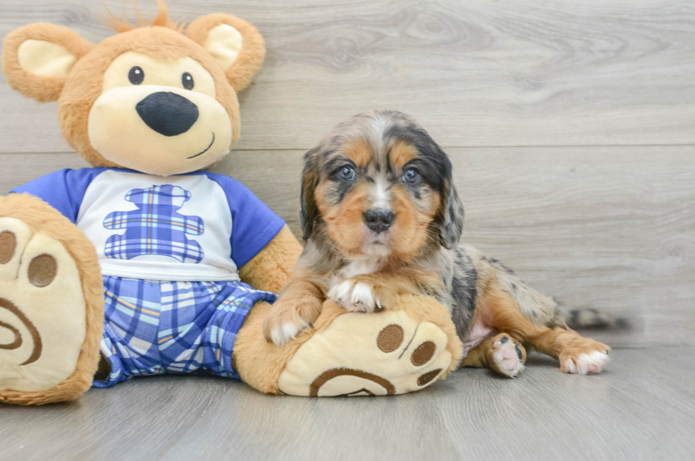 5 week old Mini Bernedoodle Puppy For Sale - Florida Fur Babies