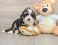 7 week old Mini Bernedoodle Puppy For Sale - Florida Fur Babies