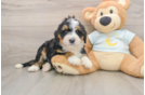 Small Mini Bernedoodle Baby
