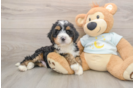 Sweet Mini Bernedoodle Baby