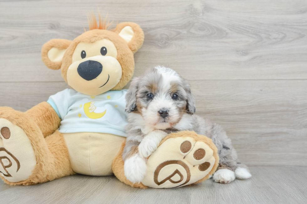 6 week old Mini Bernedoodle Puppy For Sale - Florida Fur Babies