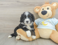 8 week old Mini Bernedoodle Puppy For Sale - Florida Fur Babies