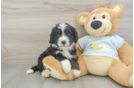 Hypoallergenic Mini Bernesedoodle Poodle Mix Puppy