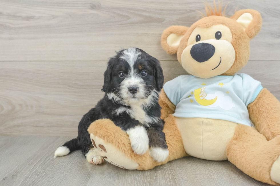 5 week old Mini Bernedoodle Puppy For Sale - Florida Fur Babies