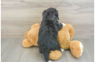 Funny Mini Bernedoodle Poodle Mix Pup