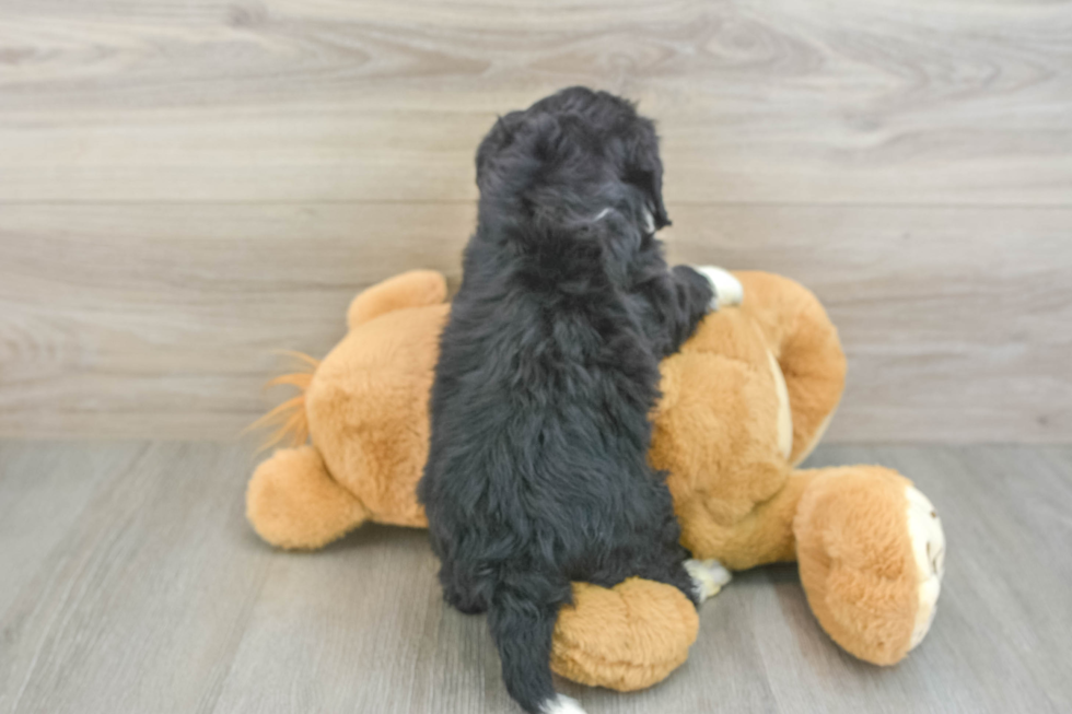 Funny Mini Bernedoodle Poodle Mix Pup