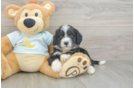 Best Mini Bernedoodle Baby
