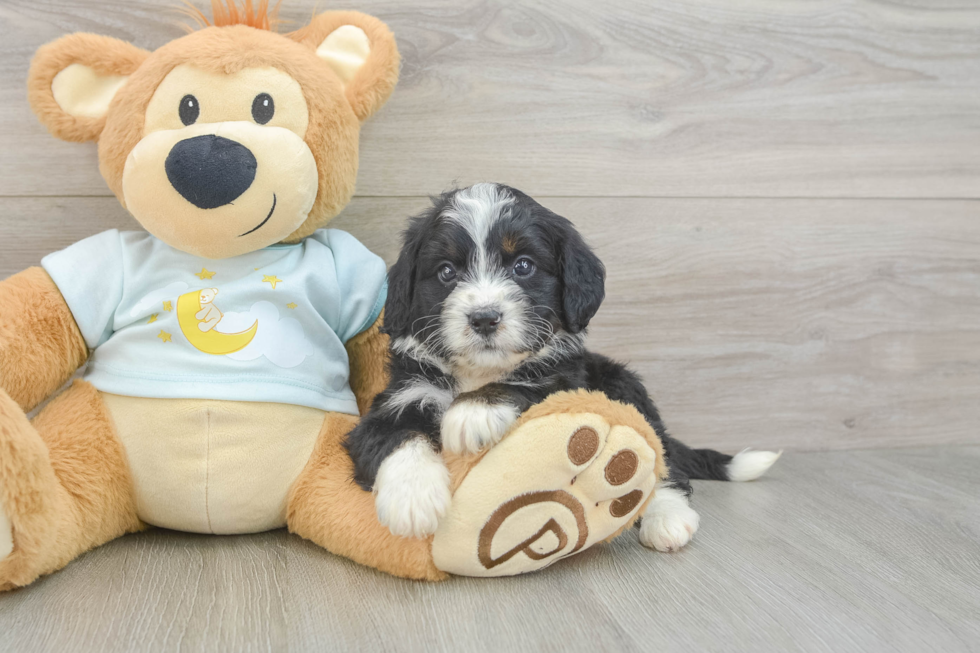 Best Mini Bernedoodle Baby