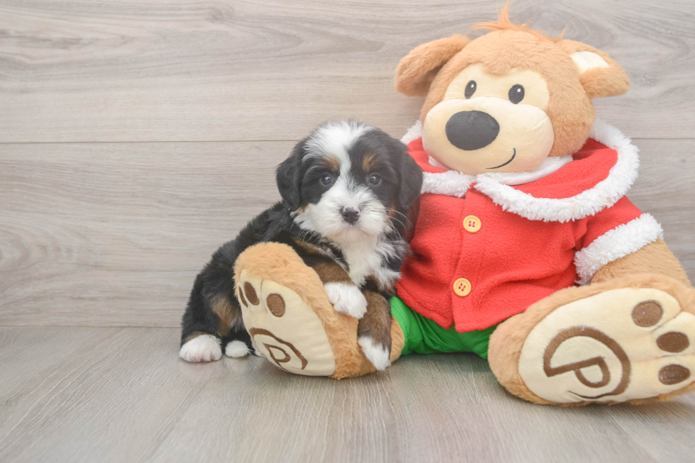 Fluffy Mini Bernedoodle Poodle Mix Pup