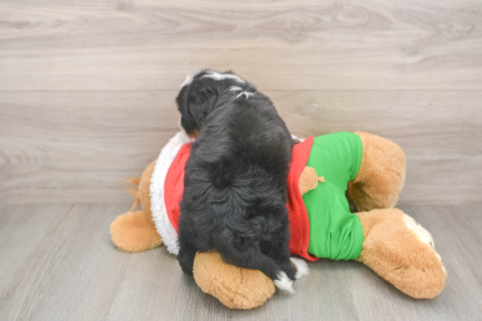 Mini Bernedoodle Puppy for Adoption