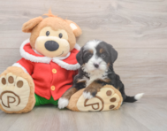 7 week old Mini Bernedoodle Puppy For Sale - Florida Fur Babies