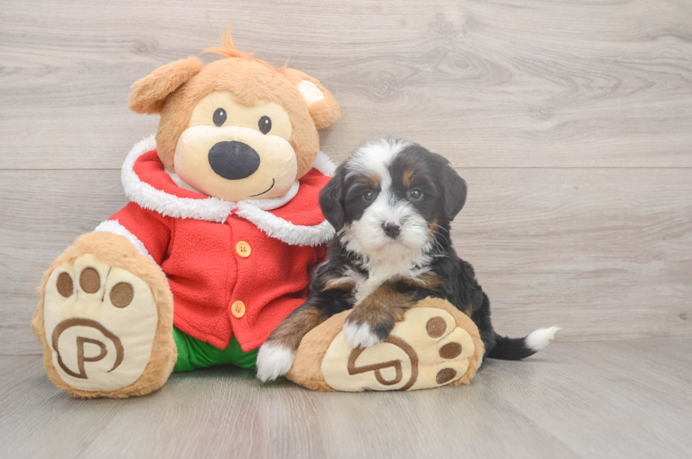 6 week old Mini Bernedoodle Puppy For Sale - Florida Fur Babies