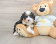 5 week old Mini Bernedoodle Puppy For Sale - Florida Fur Babies