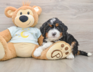 6 week old Mini Bernedoodle Puppy For Sale - Florida Fur Babies