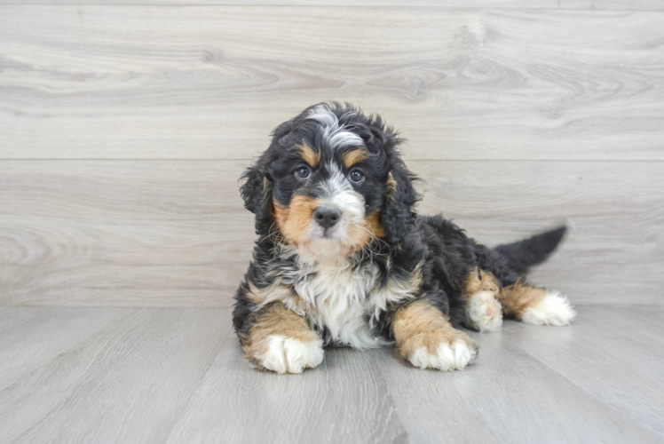 Playful Bernadoodle Poodle Mix Puppy