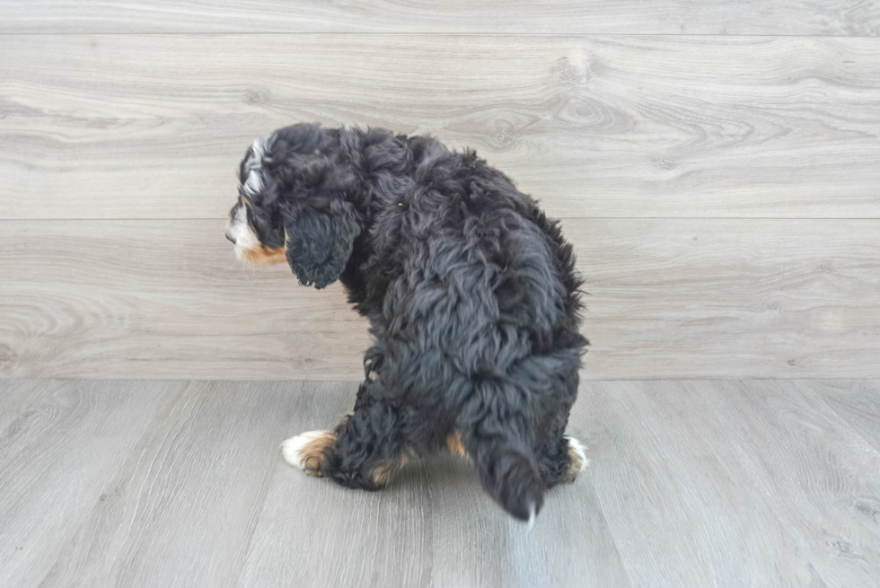Best Mini Bernedoodle Baby