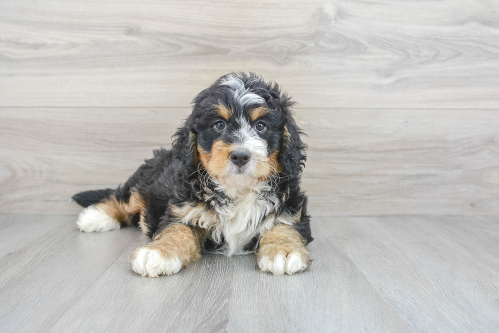 Mini Bernedoodle Puppy for Adoption