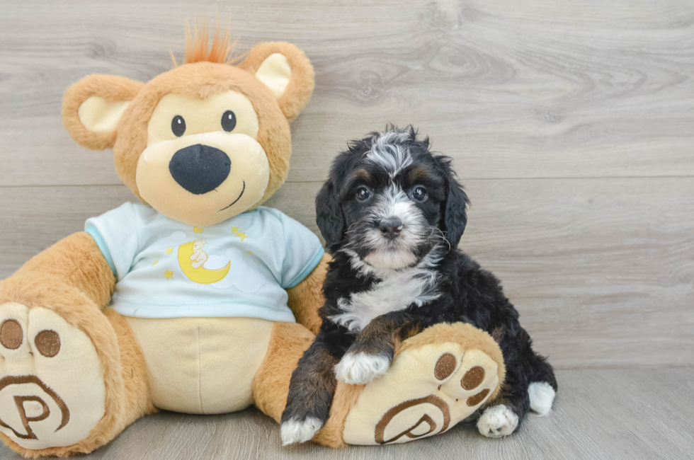 6 week old Mini Bernedoodle Puppy For Sale - Florida Fur Babies