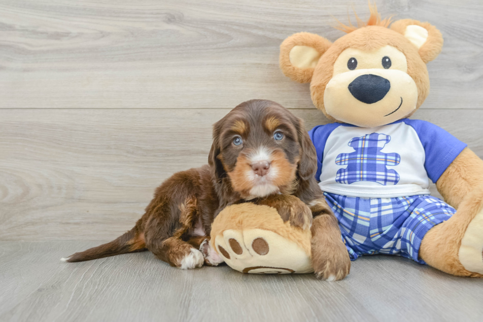 Mini Bernedoodle Puppy for Adoption