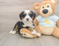 7 week old Mini Bernedoodle Puppy For Sale - Florida Fur Babies