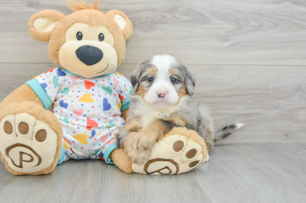 6 week old Mini Bernedoodle Puppy For Sale - Florida Fur Babies