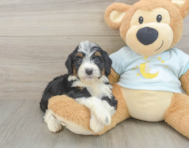 8 week old Mini Bernedoodle Puppy For Sale - Florida Fur Babies