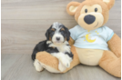 Little Mini Berniedoodle Poodle Mix Puppy