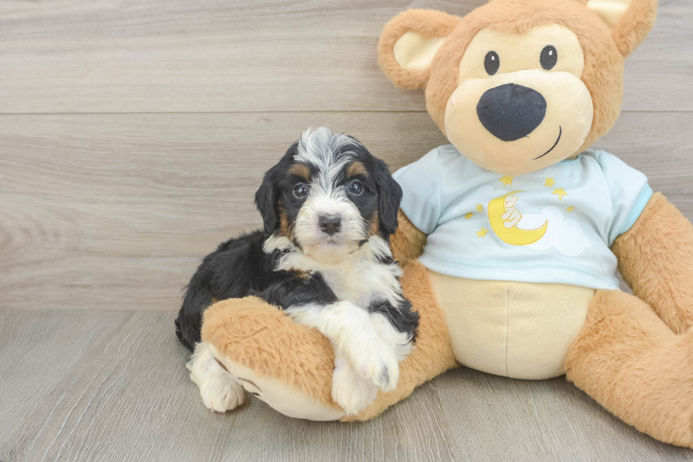 Little Mini Berniedoodle Poodle Mix Puppy