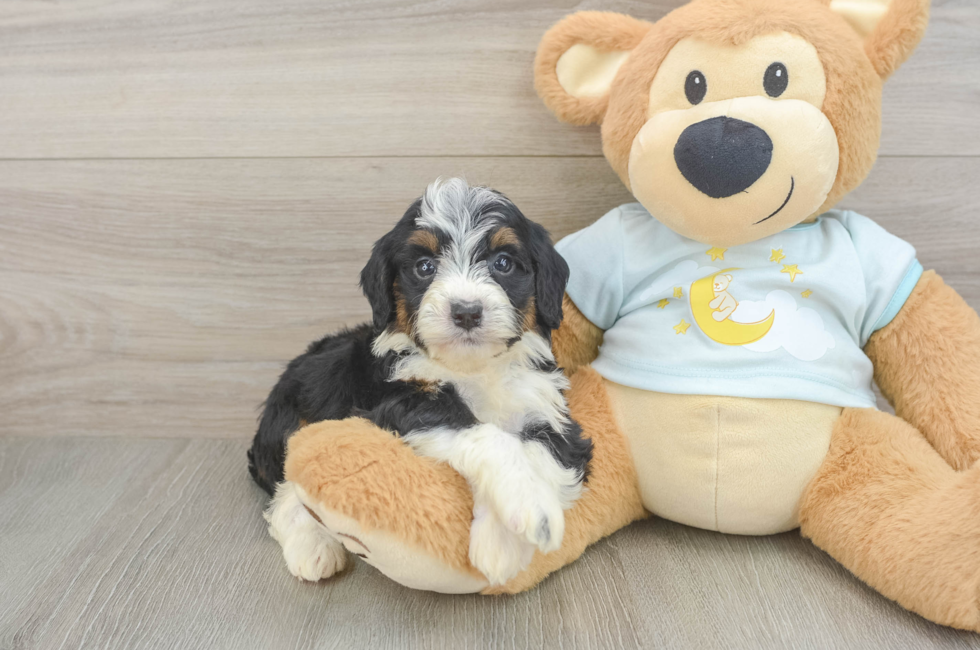 5 week old Mini Bernedoodle Puppy For Sale - Florida Fur Babies