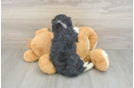 Playful Mini Bernesepoo Poodle Mix Puppy