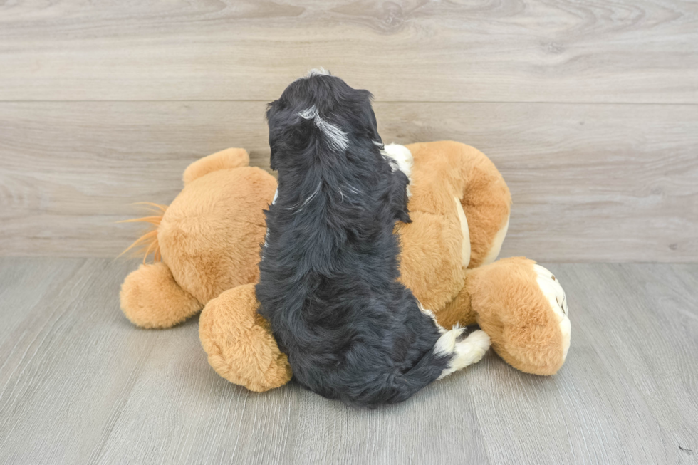 Playful Mini Bernesepoo Poodle Mix Puppy
