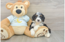 Best Mini Bernedoodle Baby