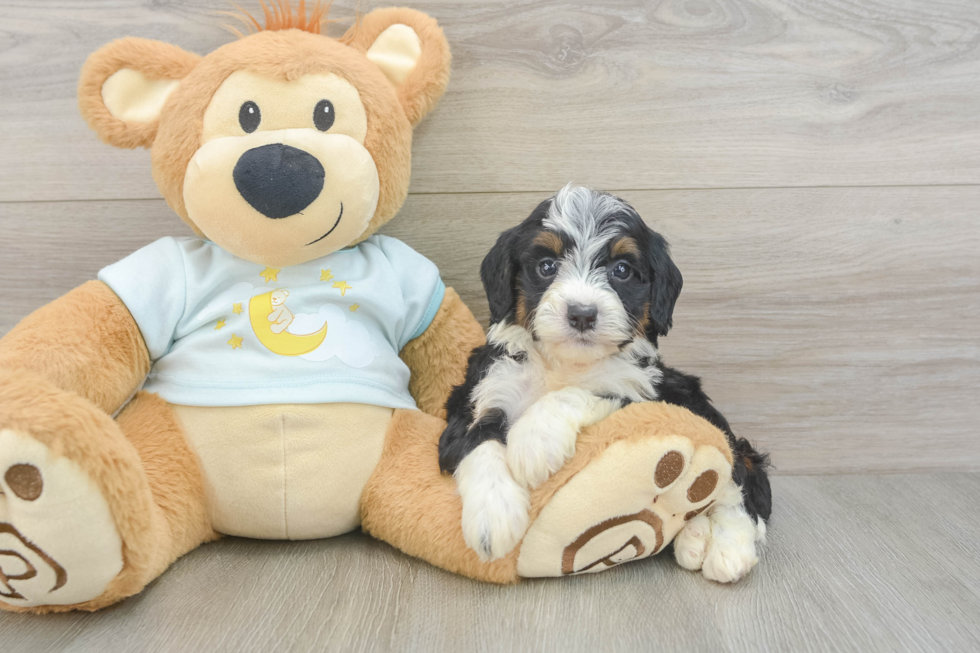 Best Mini Bernedoodle Baby