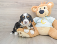 5 week old Mini Bernedoodle Puppy For Sale - Florida Fur Babies