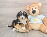 6 week old Mini Bernedoodle Puppy For Sale - Florida Fur Babies