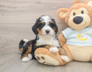 7 week old Mini Bernedoodle Puppy For Sale - Florida Fur Babies