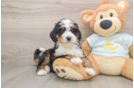 Cute Mini Bernedoodle Baby