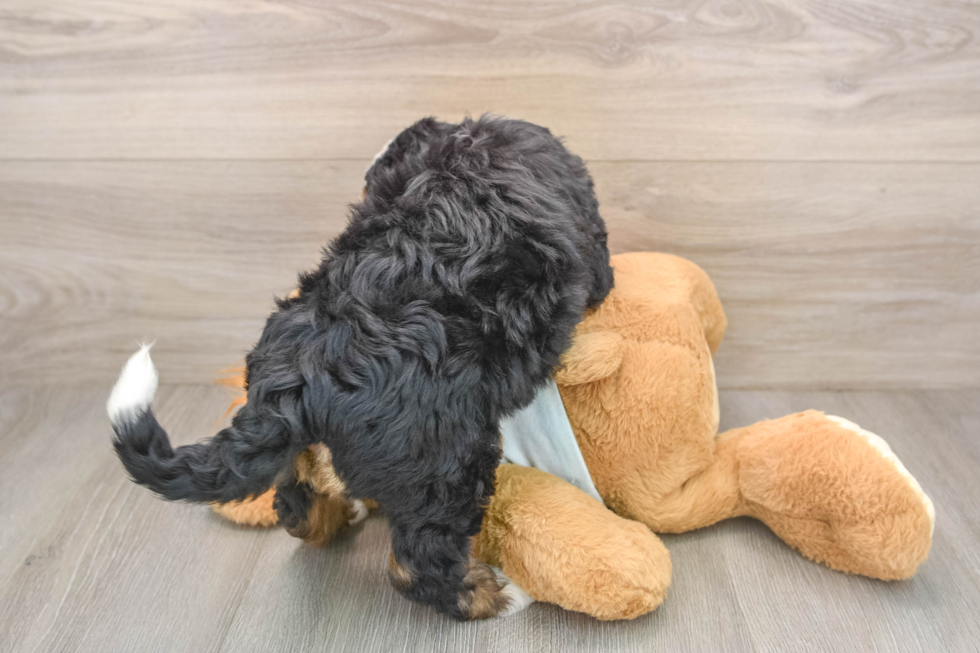 Best Mini Bernedoodle Baby