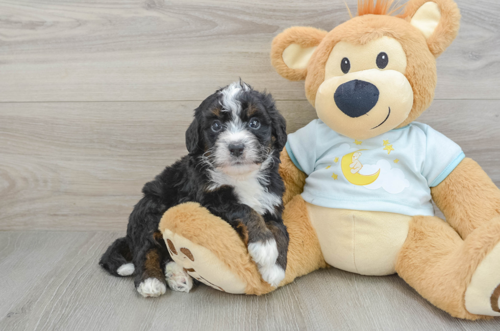 6 week old Mini Bernedoodle Puppy For Sale - Florida Fur Babies