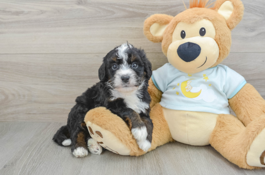 Friendly Mini Bernedoodle Baby