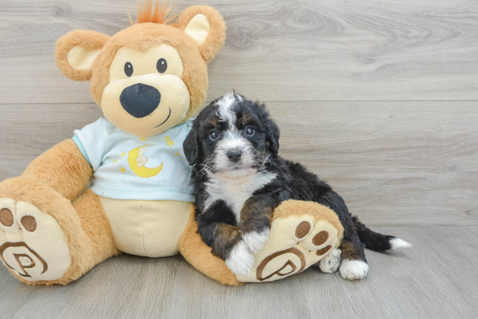 Mini Bernedoodle Pup Being Cute