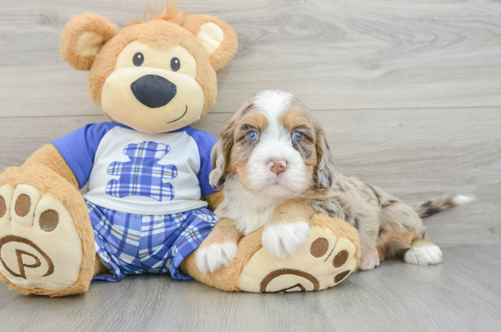 5 week old Mini Bernedoodle Puppy For Sale - Florida Fur Babies