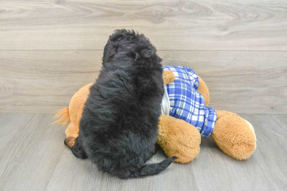Hypoallergenic Mini Berniedoodle Poodle Mix Puppy