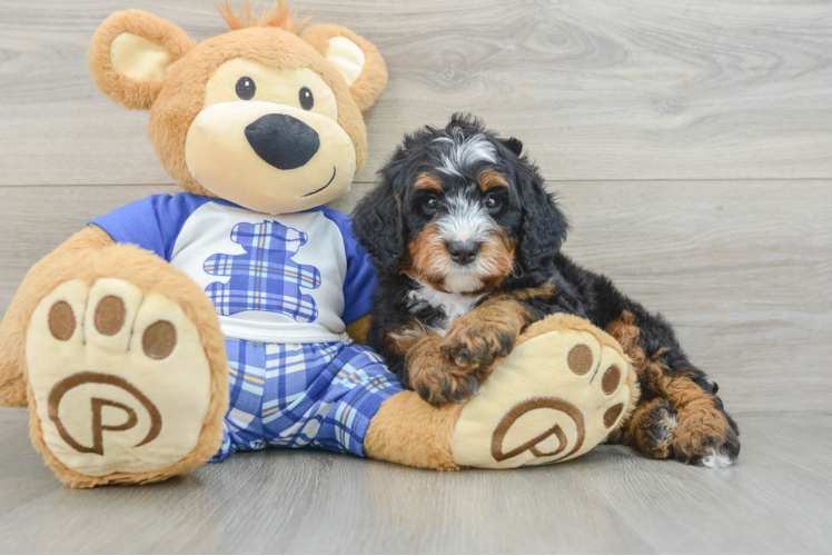 Mini Bernedoodle Pup Being Cute