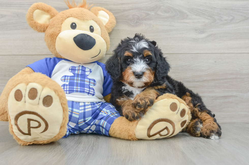 5 week old Mini Bernedoodle Puppy For Sale - Florida Fur Babies