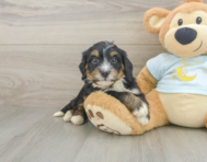 7 week old Mini Bernedoodle Puppy For Sale - Florida Fur Babies
