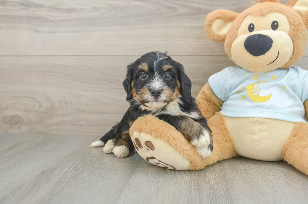 5 week old Mini Bernedoodle Puppy For Sale - Florida Fur Babies
